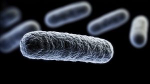 عفونت‌های نادر یرسینیا: علائم، تشخیص و درمان